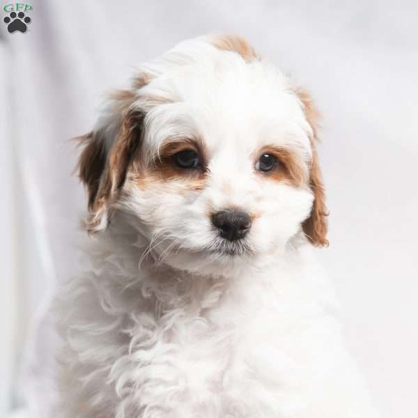 Wesley, Cavapoo Puppy